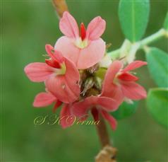  Inflorescence